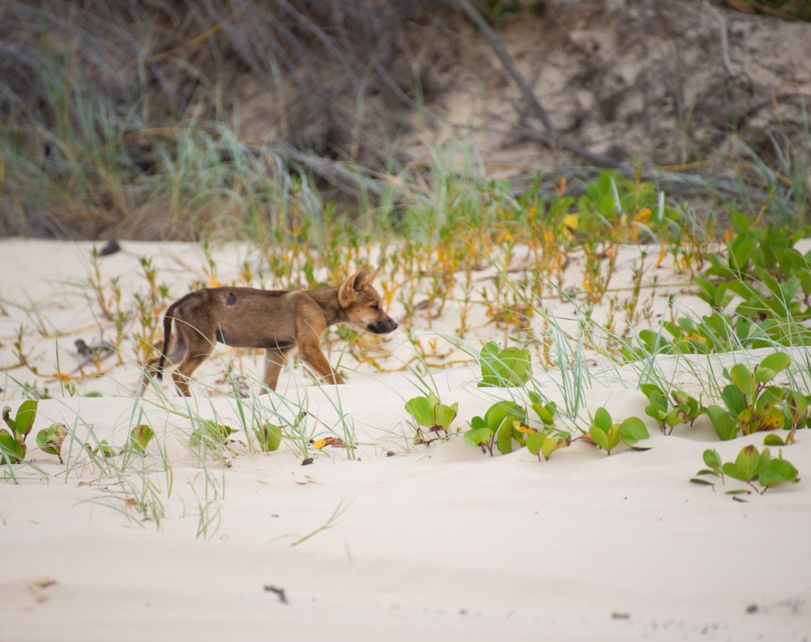 Canis Lupus Dingo Baby Walking on a Beach Between Grass in Fraser Island,Queensland,Argentina